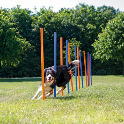 Slalom Pentru Caini, Fun Agility, Plastic, 3x115 cm, 12 buc, 3206