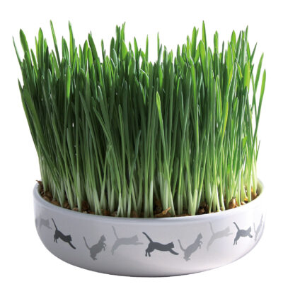 Bol Ceramic Cu Seminte De Orz Pentru Iarba, 15x45 cm/50 g, 42341