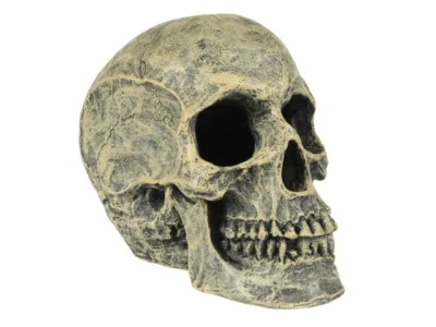 Decor Craniu, 16x10.5x13.2 cm, L234/449103