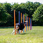 <strong title="Trixie Slalom Pentru Caini, Fun Agility, Plastic, 3×115 cm, 12 buc, 3206 – Caini / Dresaj & Sport">Trixie Slalom Pentru Caini, Fun Agility, Plastic, 3×115 cm, 12 buc, 3206 – Caini / Dresaj...</strong>