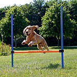 <strong title="Trixie Obstacol Pentru Caini, Fun Agility, Plastic, 123×115 cm, 3207 – Caini / Dresaj & Sport">Trixie Obstacol Pentru Caini, Fun Agility, Plastic, 123×115 cm, 3207 – Caini / Dresaj &...</strong>