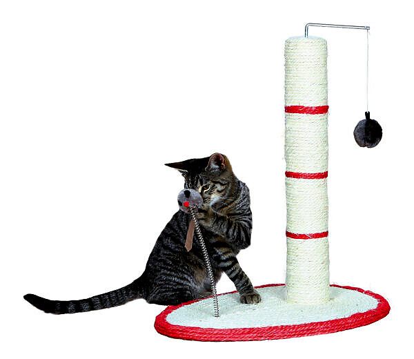 <strong title="Trixie Stalp Sisal De Zgariat, Cu Jucarii, 40×30 cm/ h: 50 cm, Diverse Culori, 4306 – Stâlp sisal de zgâriat pentru pisici, Stâlp sisal cu jucării pentru pisici, Stâlp sisal de zgâriat 40x30 cm pentru pisici, Stâlp sisal de zgâriat înălțime 50 cm pentru pisici">Trixie Stalp Sisal De Zgariat, Cu Jucarii, 40×30 cm/ h: 50 cm, Diverse Culori, 4306 – Stâlp...</strong>