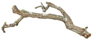 <strong title="Trixie Decor Ramuri De Pluta, Tronchos Mix, 1 kg/2-10 cm/25-75 cm, 76409 – Tronchos mix 25-75 cm, Ramuri de pluta pentru habitatul animalelor, produse pentru animale de companie, Ramuri de pluta pentru rozătoare">Trixie Decor Ramuri De Pluta, Tronchos Mix, 1 kg/2-10 cm/25-75 cm, 76409 – Tronchos mix 25-75 cm,...</strong>