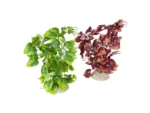 <strong title="Laroy Group Planta Artificiala Anubias Nana L 25 cm Diferite Culori 242/458624 – Anubias Nana L 25 cm, plante acvariu culori diferite, accesorii acvariu, Anubias Nana pret">Laroy Group Planta Artificiala Anubias Nana L 25 cm Diferite Culori 242/458624 – Anubias Nana L...</strong>
