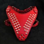 <strong title="Bestia Ham Star, Piele Naturala, M, Rosu/Negru – ham caini negru, hamuri din piele, accesorii câini., hamuri pentru caini rosii">Bestia Ham Star, Piele Naturala, M, Rosu/Negru – ham caini negru, hamuri din piele, accesorii...</strong>