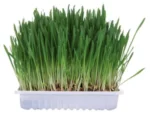 <strong title="Trixie Iarba Pentru Rozatoare, 100 g, 6035 – Iarba pentru rozătoare, Iarba pentru rozătoare Trixie, Iarba pentru rozătoare 100 g, Iarba pentru rozătoare 6035">Trixie Iarba Pentru Rozatoare, 100 g, 6035 – Iarba pentru rozătoare, Iarba pentru rozătoare...</strong>