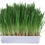 <strong title="Trixie Iarba Pentru Rozatoare, 100 g, 6035 – Iarba pentru rozătoare, Iarba pentru rozătoare Trixie, Iarba pentru rozătoare 100 g, Iarba pentru rozătoare 6035">Trixie Iarba Pentru Rozatoare, 100 g, 6035 – Iarba pentru rozătoare, Iarba pentru rozătoare...</strong>