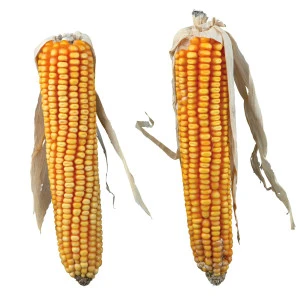 <strong title="Trixie Stiuleti De Porumb, Pentru Rozatoare, 2 buc./250 g, 60288 – Stiuleti de porumb pentru rozătoare, Stiuleti de porumb 2 bucăți, Stiuleti de porumb 250 g, Stiuleti de porumb 60288">Trixie Stiuleti De Porumb, Pentru Rozatoare, 2 buc./250 g, 60288 – Stiuleti de porumb pentru...</strong>