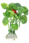 <strong title="Happet Planta Artificiala Pentru Acvariu, Blister, 10 cm, Verde, 1B23 – plante acvariu pentru decor, blister planta acvariu, accesorii acvariu, plante artificiale pentru acvarii de apa dulce">Happet Planta Artificiala Pentru Acvariu, Blister, 10 cm, Verde, 1B23 – plante acvariu pentru...</strong>
