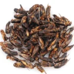 <strong title="Trixie Greieri Uscati, 25 g, 76392 – greieri uscati online, greieri uscati pentru animale de companie, hrană pentru reptile, greieri uscati pentru hranirea reptilelor">Trixie Greieri Uscati, 25 g, 76392 – greieri uscati online, greieri uscati pentru animale de...</strong>